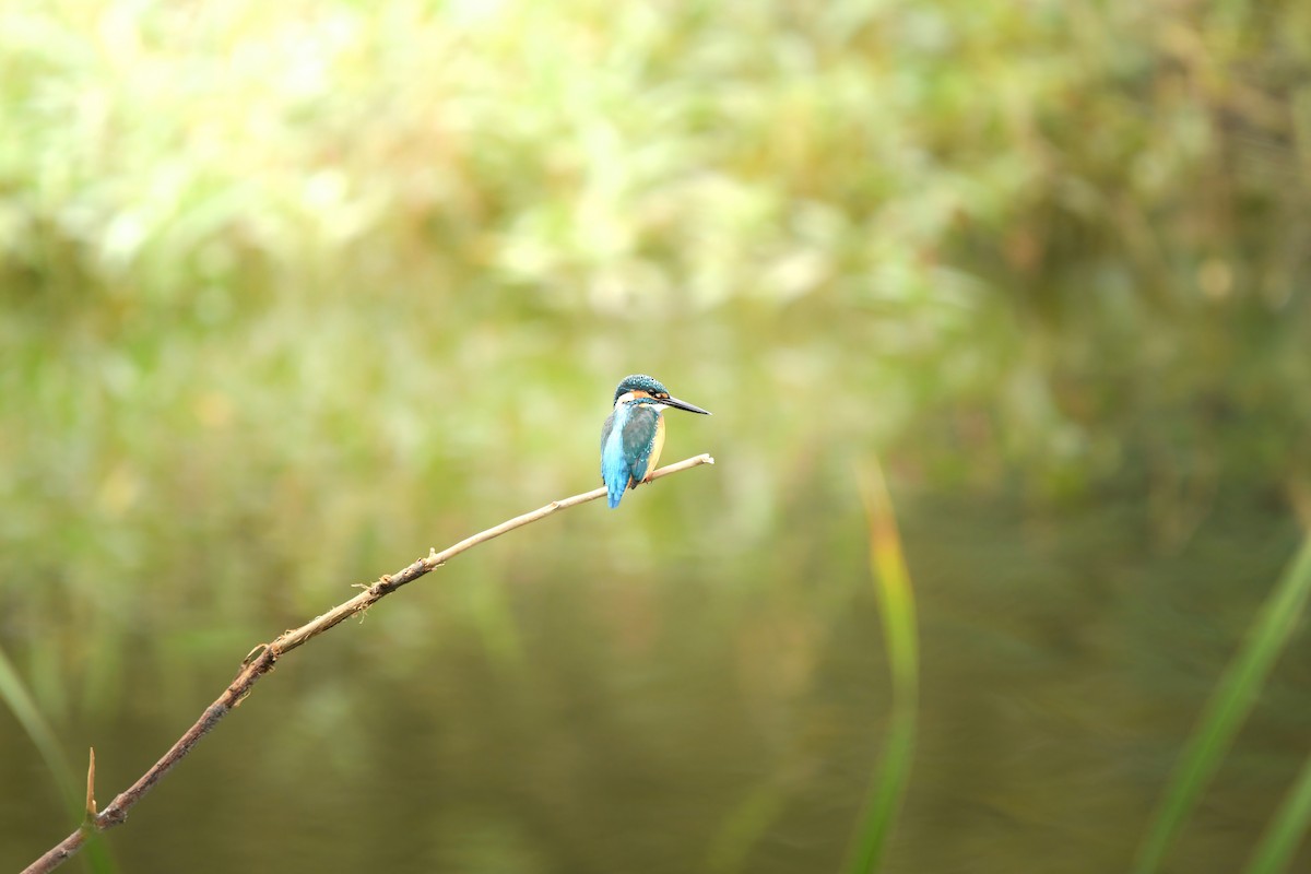Common Kingfisher - ML645442450