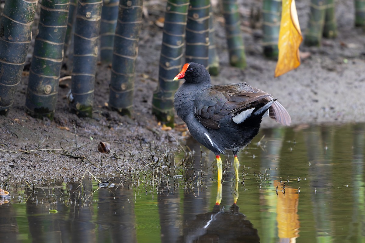 Common Gallinule - ML645442451
