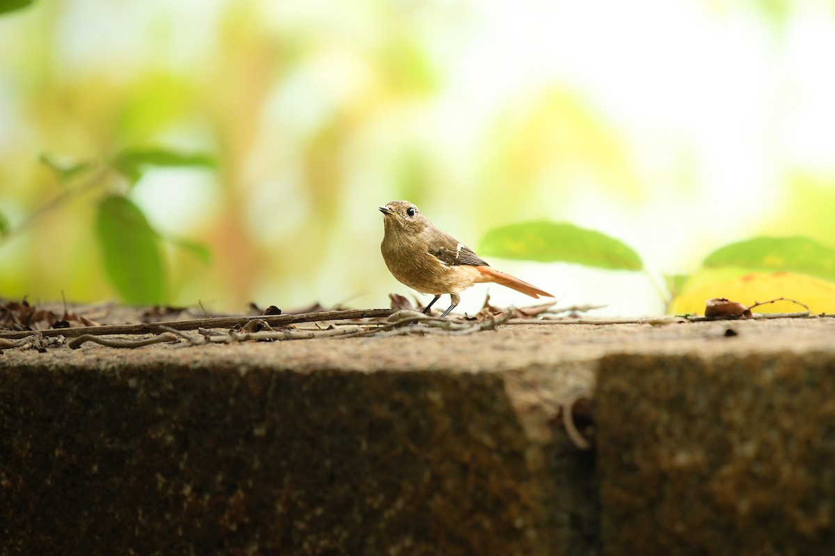 Daurian Redstart - ML645442452