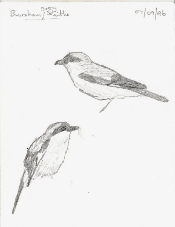 Antzandobi txikia - ML645442453