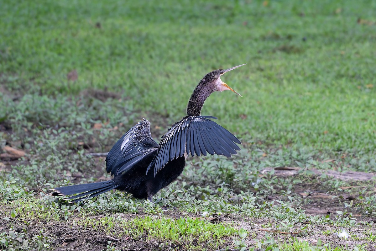 Anhinga - ML645442454