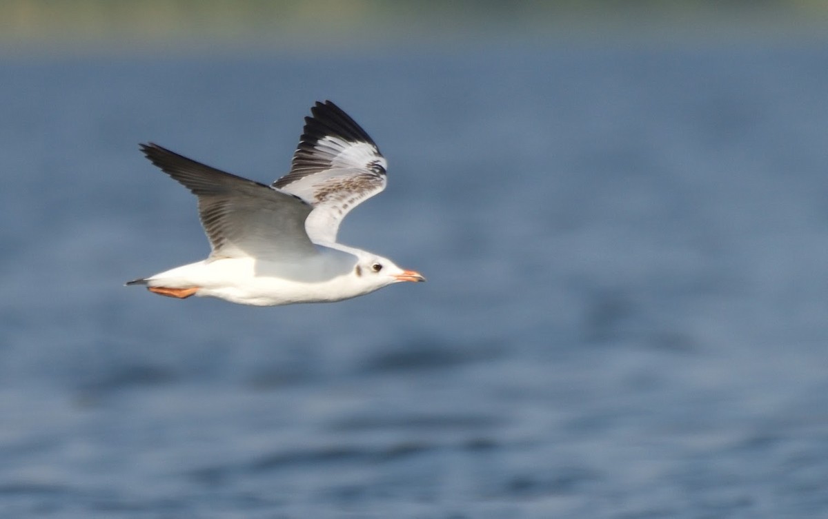 Gaviota Centroasiática - ML645442455