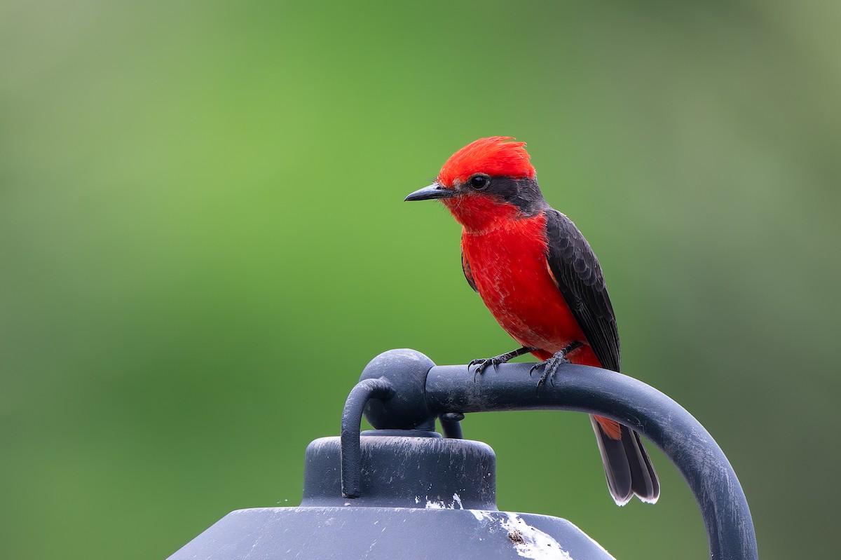Vermilion Flycatcher - ML645442456