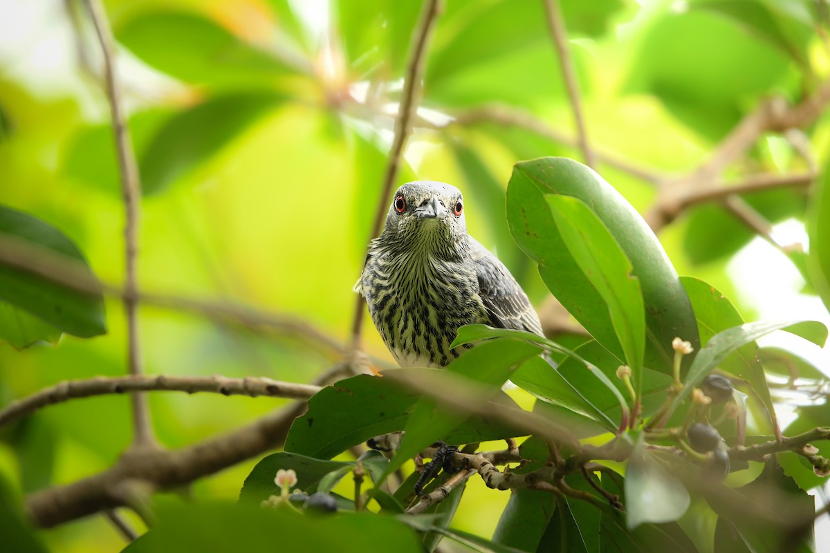 Asian Glossy Starling - ML645442457