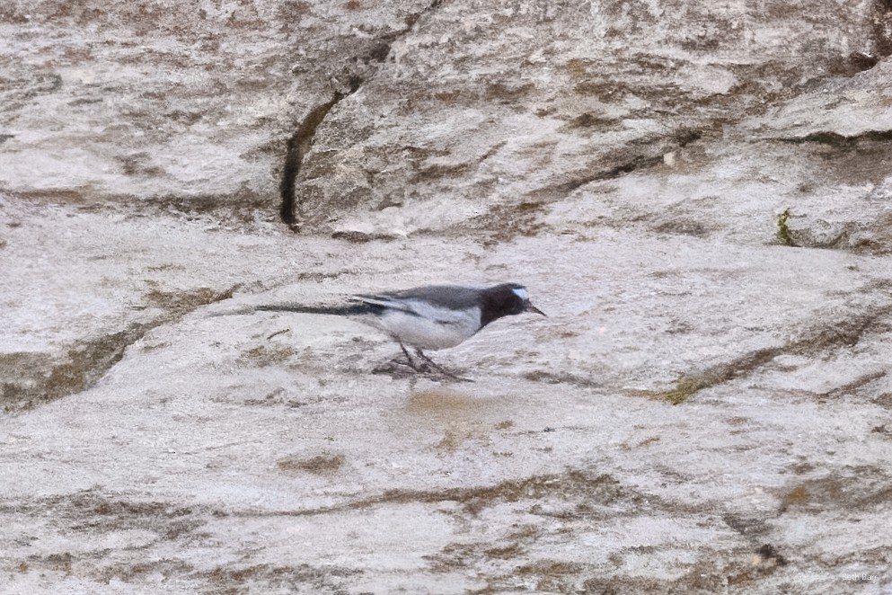 konipas bílý (ssp. alboides) - ML645442464