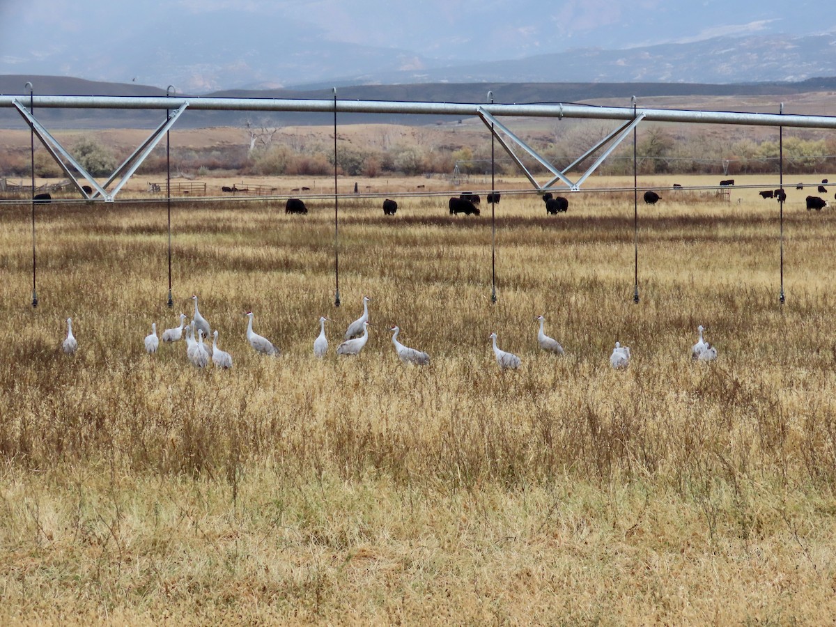 jeřáb kanadský - ML645442466