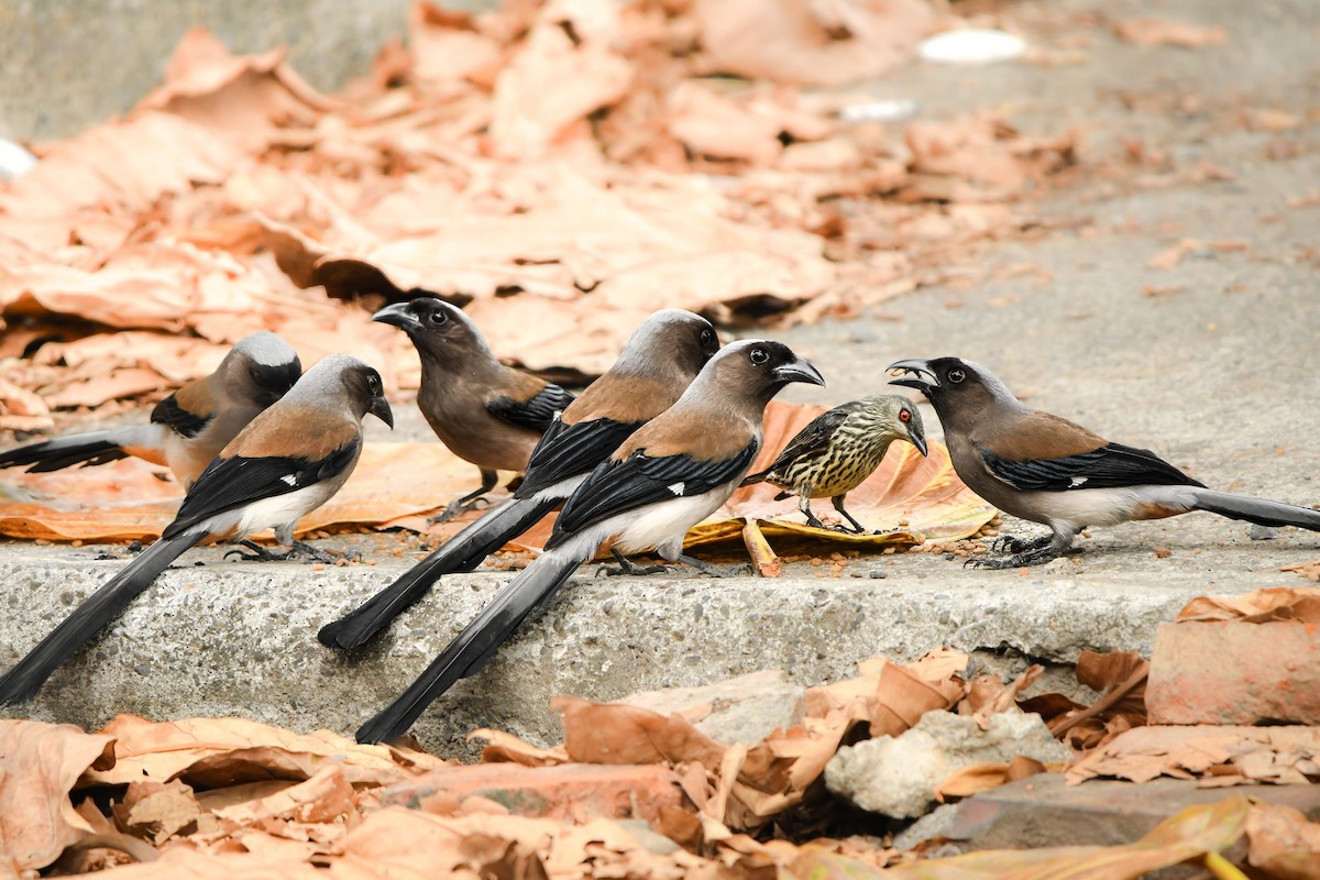 Gray Treepie - ML645442467
