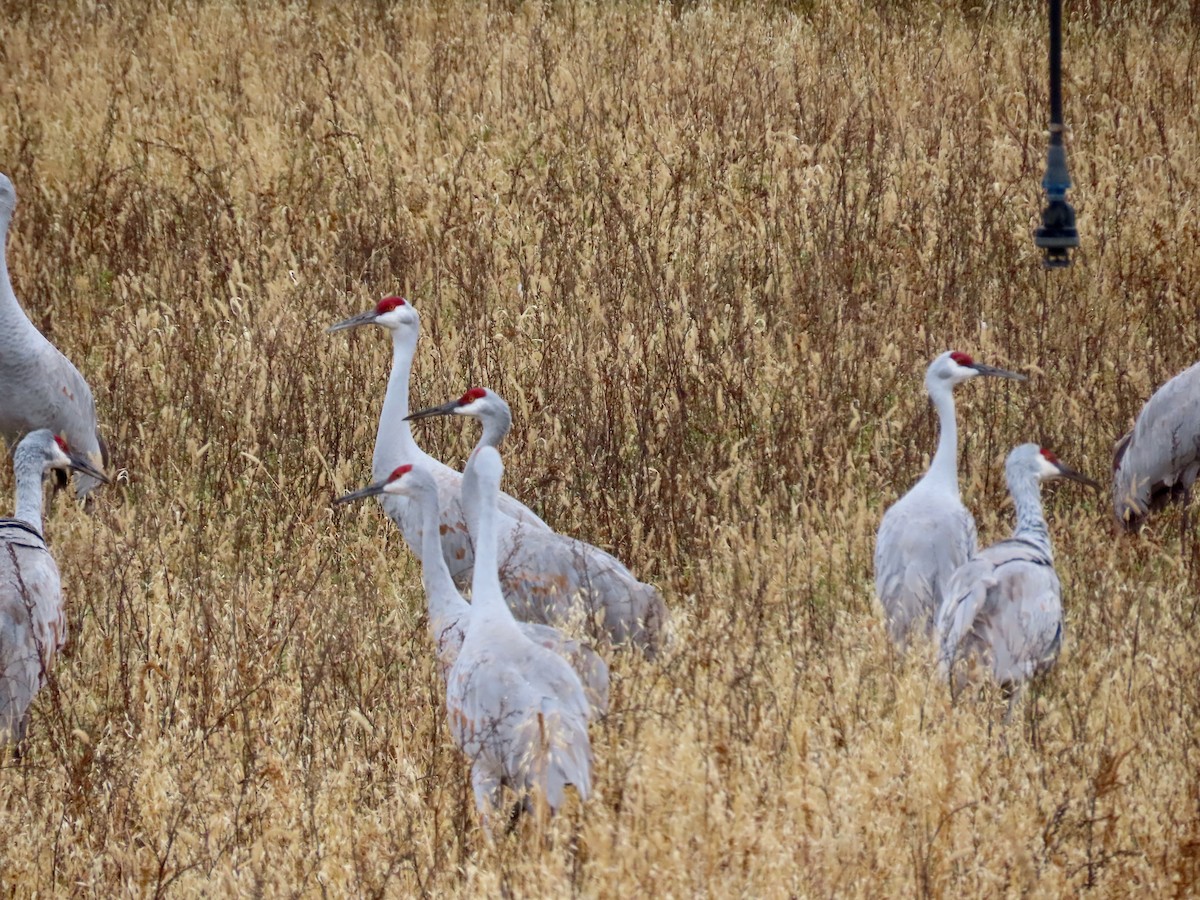 jeřáb kanadský - ML645442468