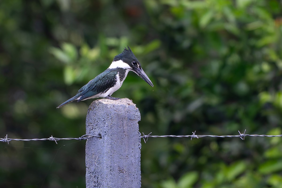 Amazon Kingfisher - ML645442469