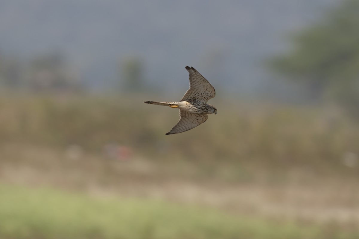 Faucon crécerelle - ML645442482