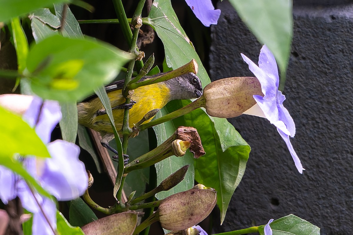 Bananaquit - ML645442487