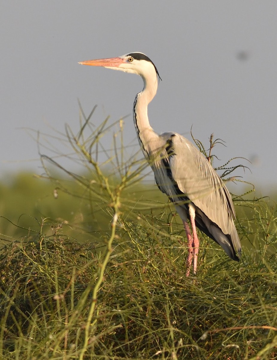 Héron cendré - ML645442488