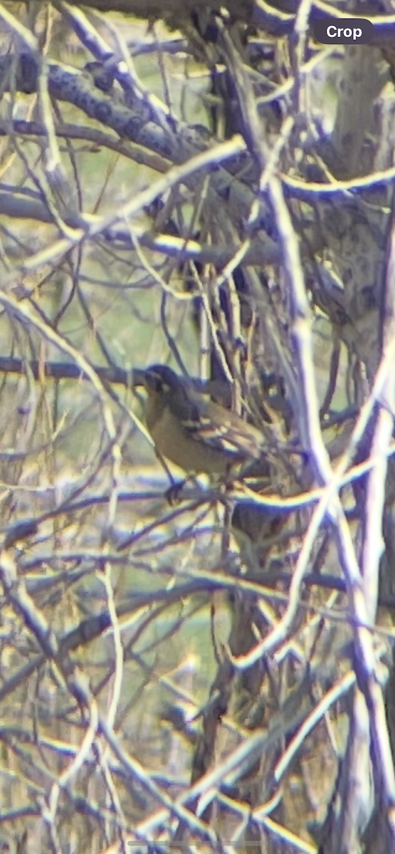 Grive à collier - ML645442489