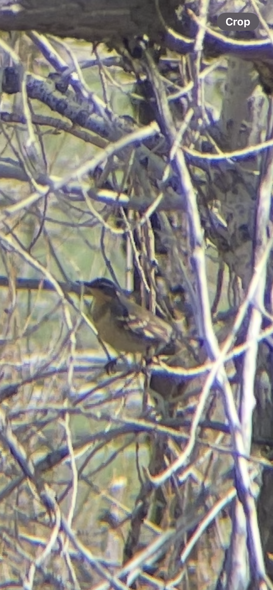 Grive à collier - ML645442490