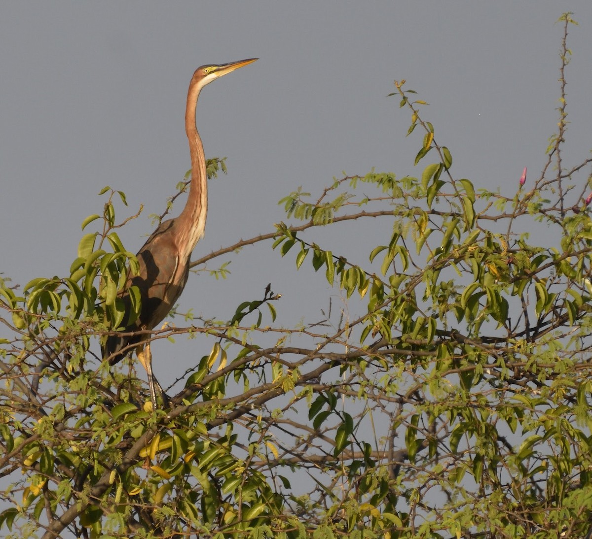 Héron pourpré - ML645442491