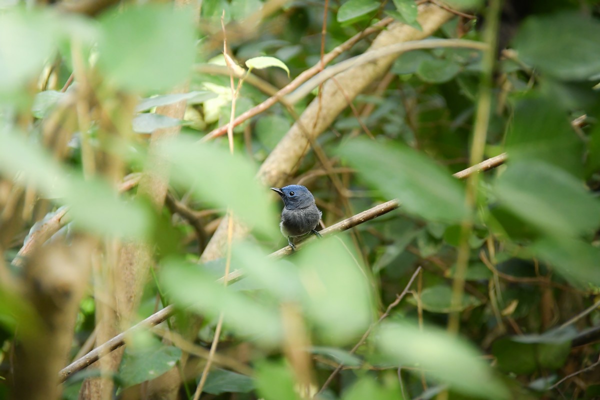 Tchitrec azuré - ML645442495