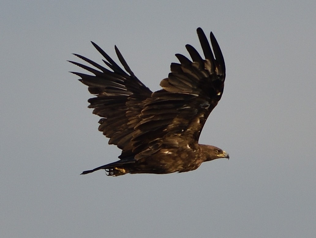 Aigle criard - ML645442496