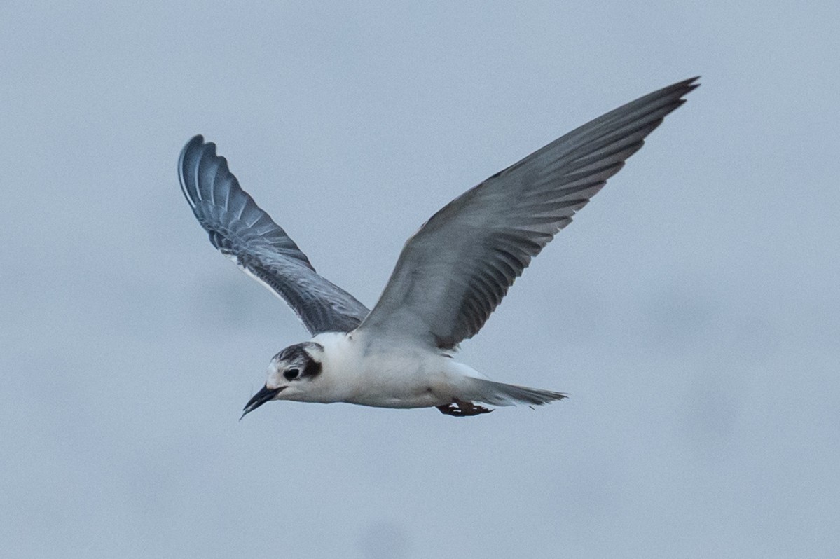 White-winged Tern - ML645442498