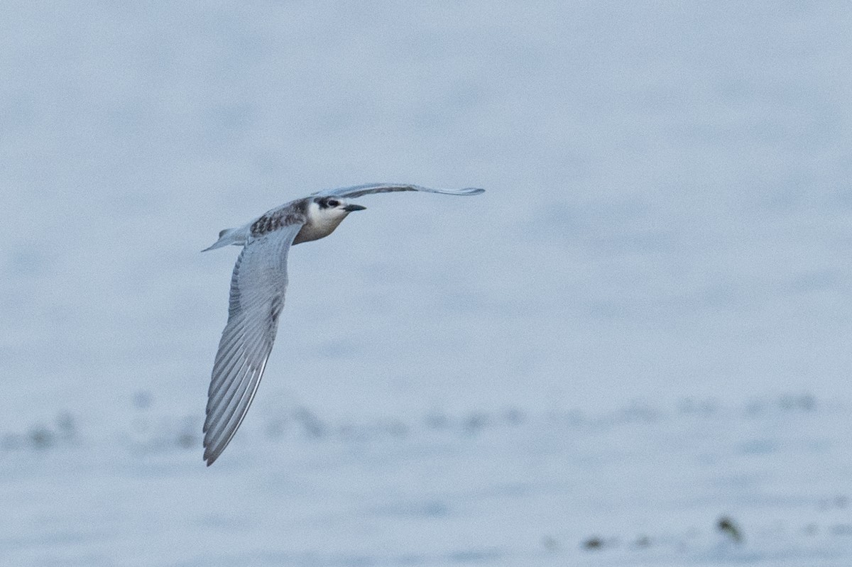 White-winged Tern - ML645442499