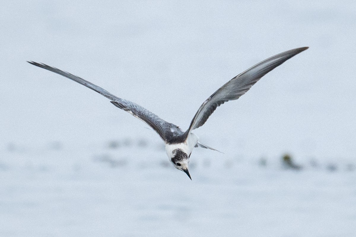 White-winged Tern - ML645442500