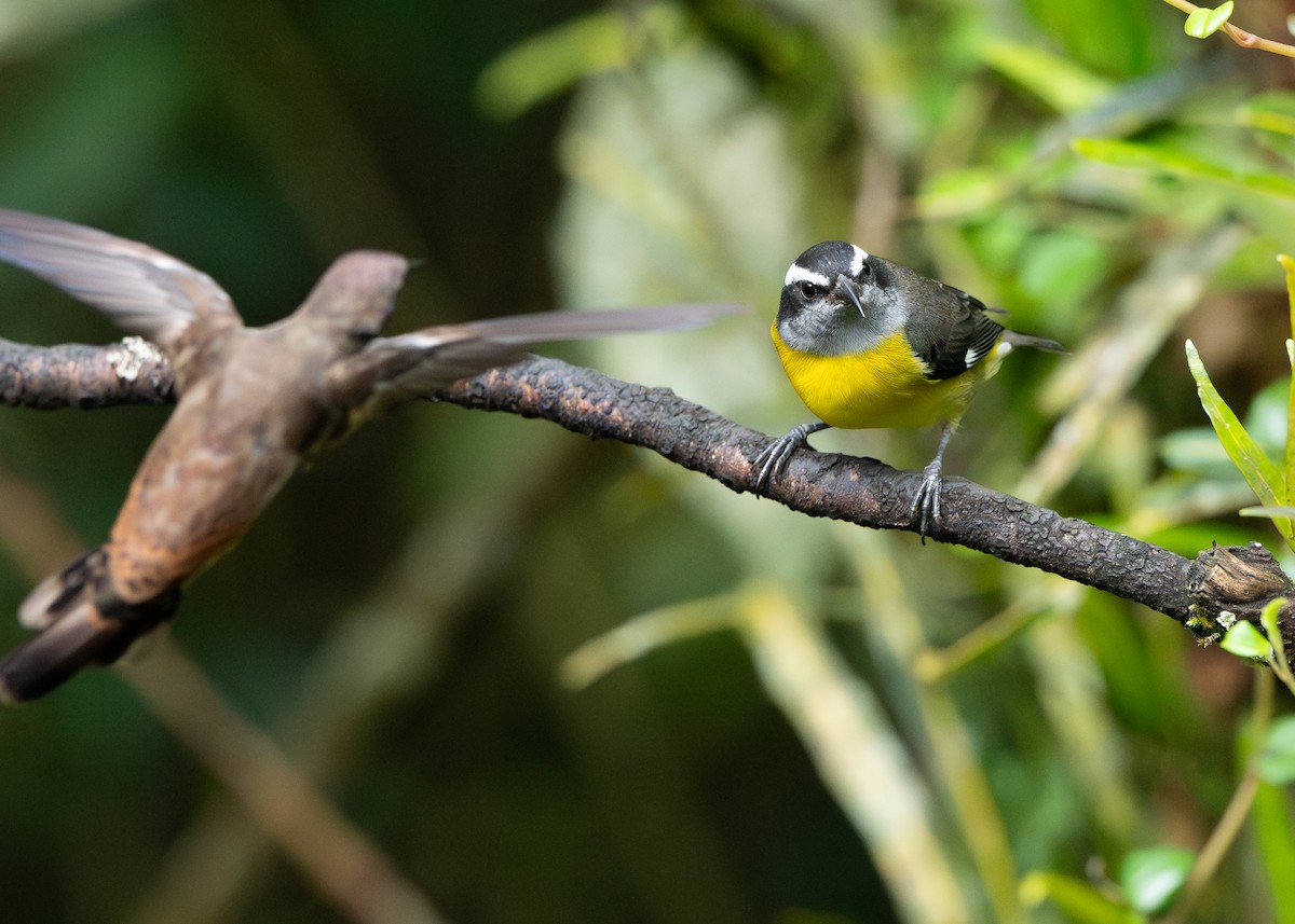 Sucrier à ventre jaune - ML645442501