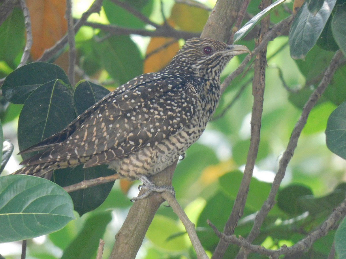 Coucou koël - ML645442502