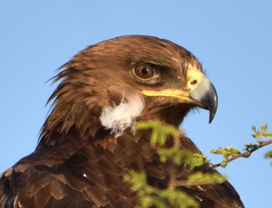 Aigle des steppes - ML645442503