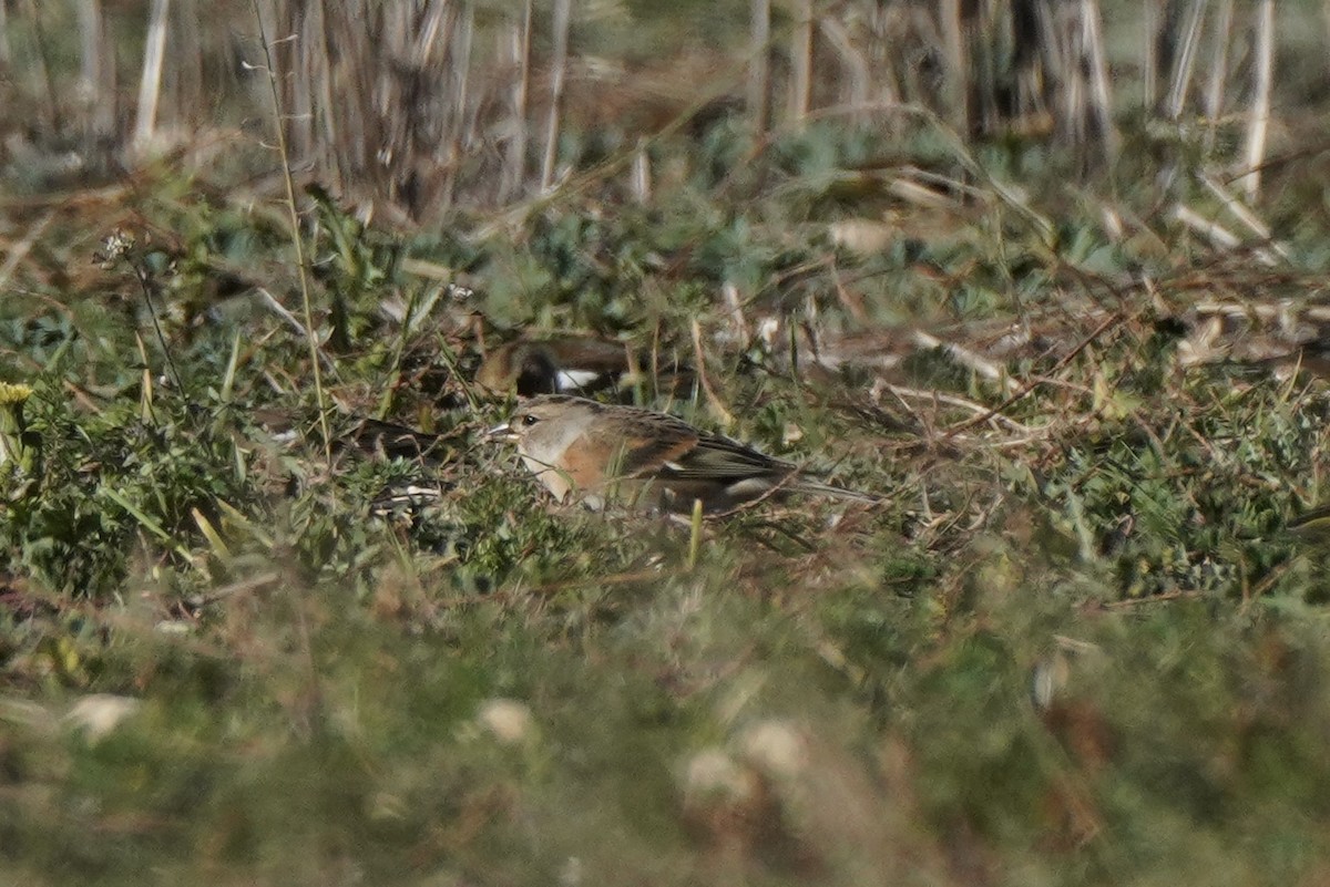 Pinson du Nord - ML645442508