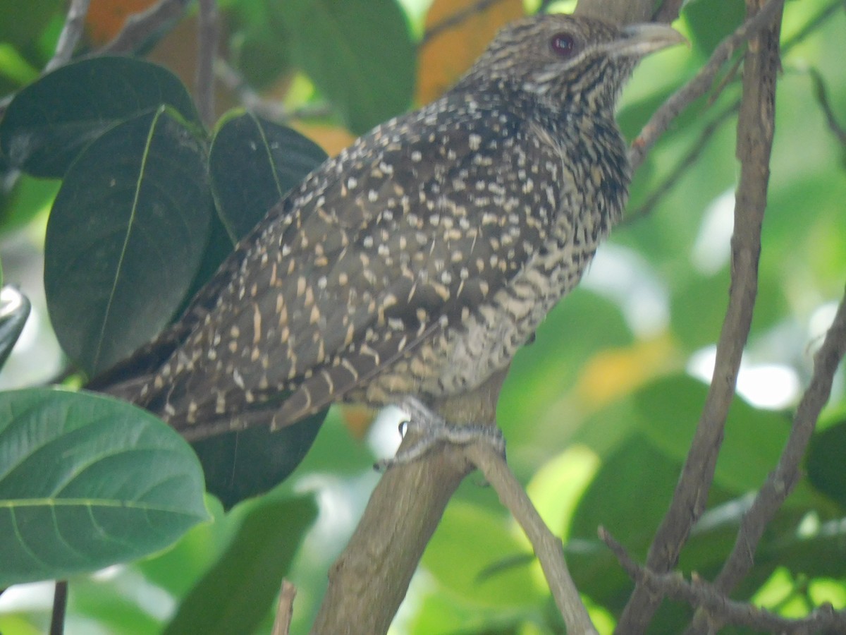 Coucou koël - ML645442509