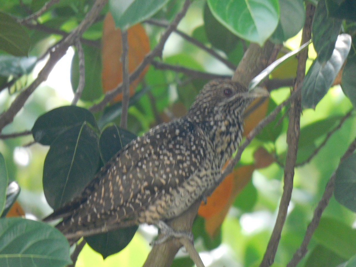 Coucou koël - ML645442510