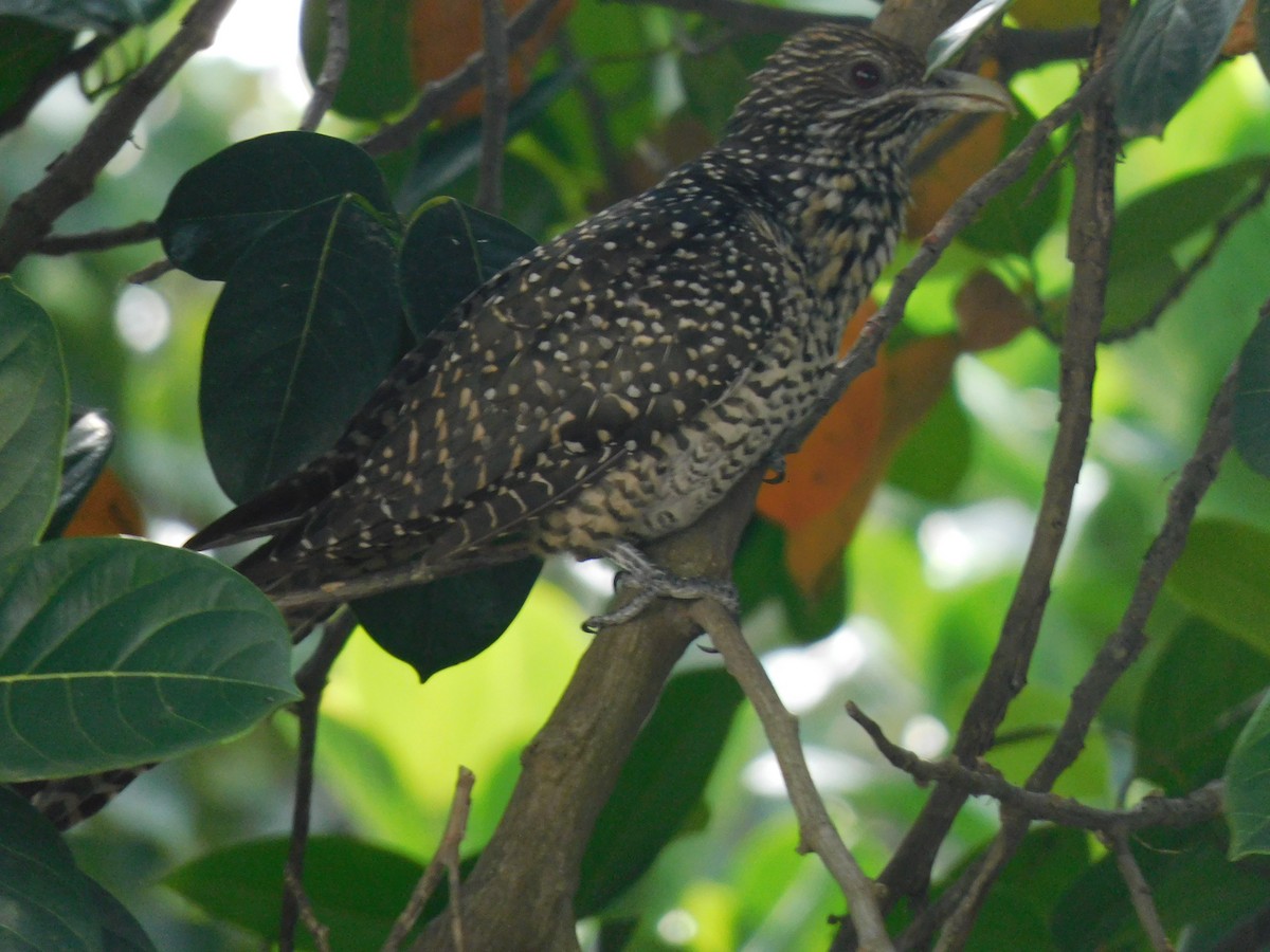 Coucou koël - ML645442511