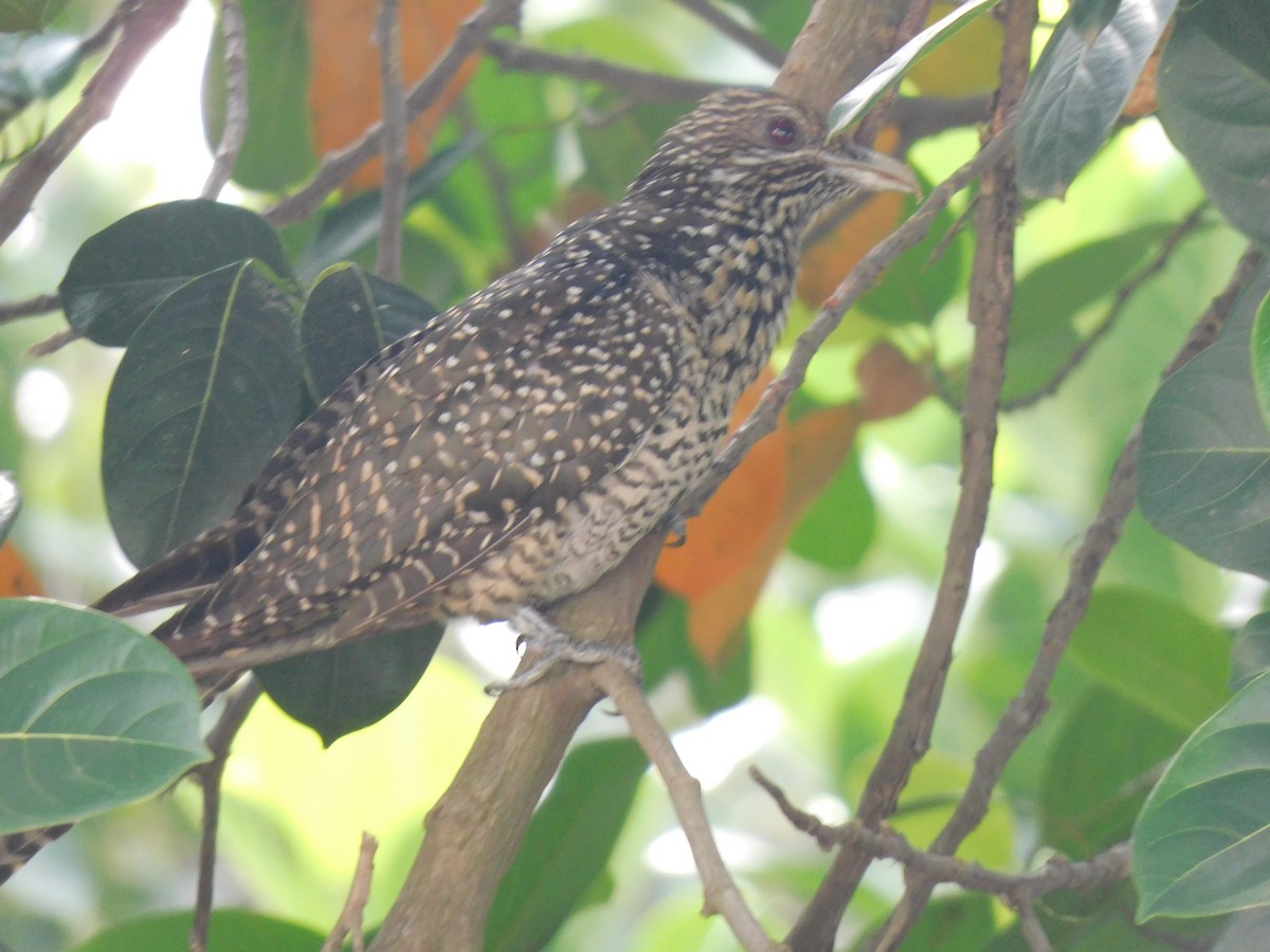 Coucou koël - ML645442512