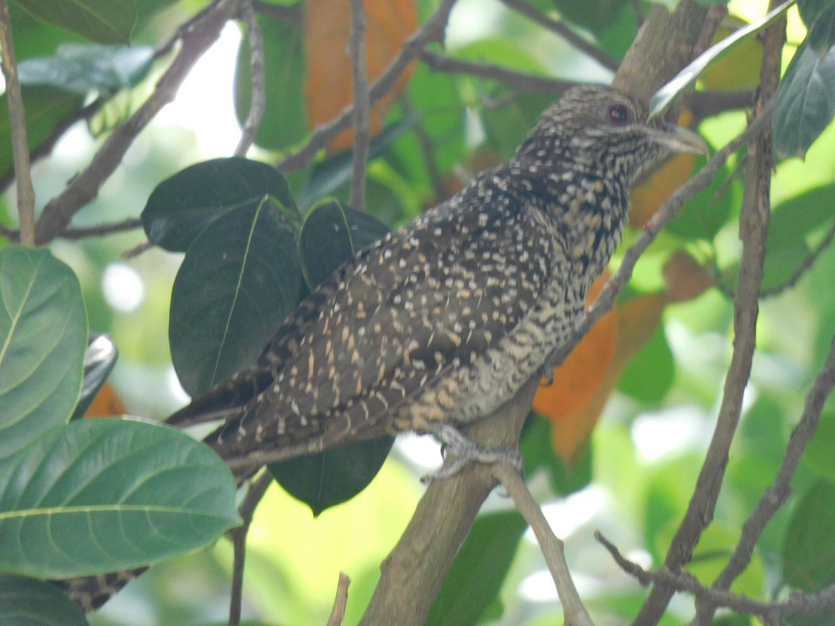 Coucou koël - ML645442513