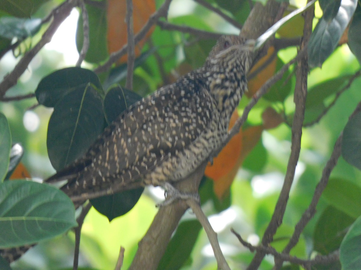 Coucou koël - ML645442514