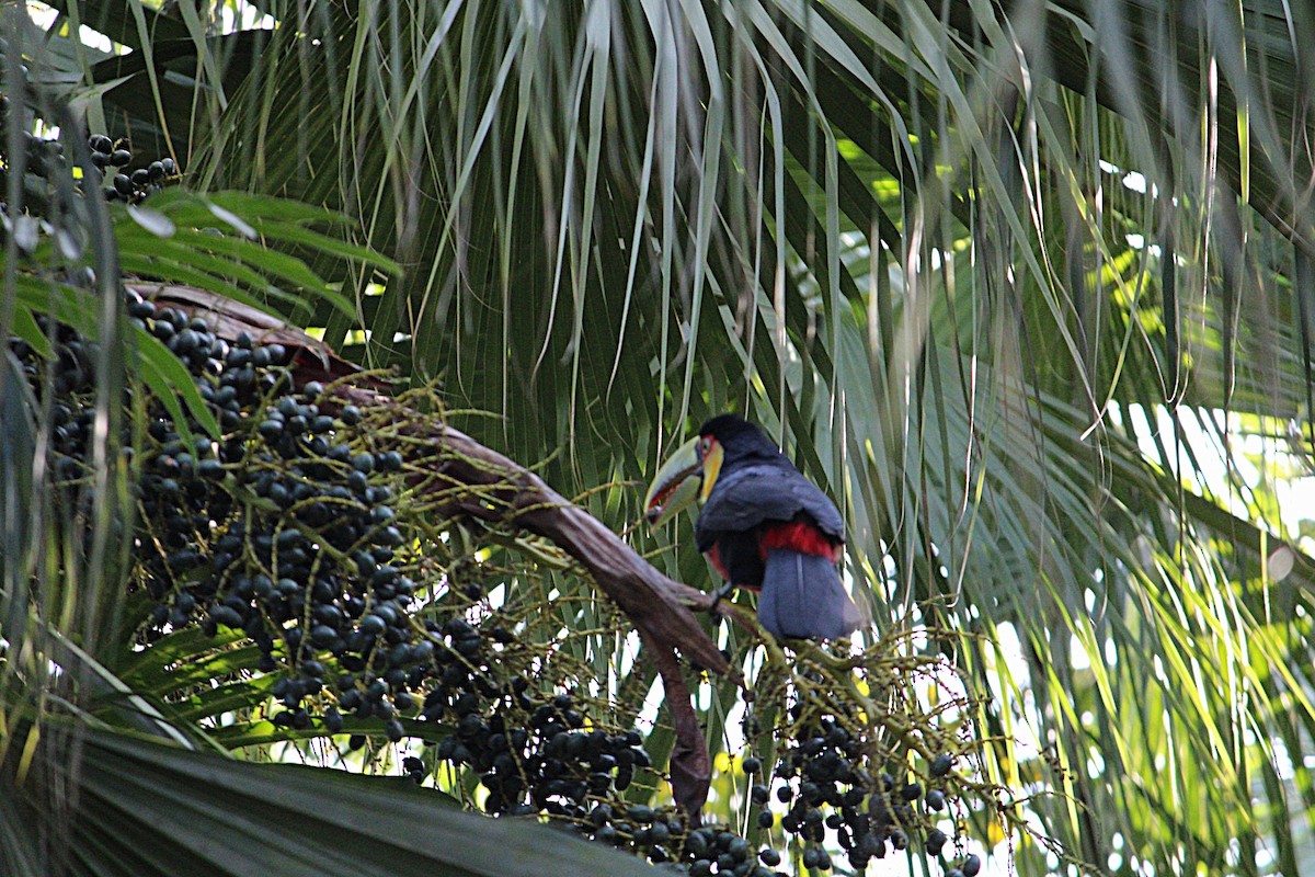 Toucan à ventre rouge - ML645442515