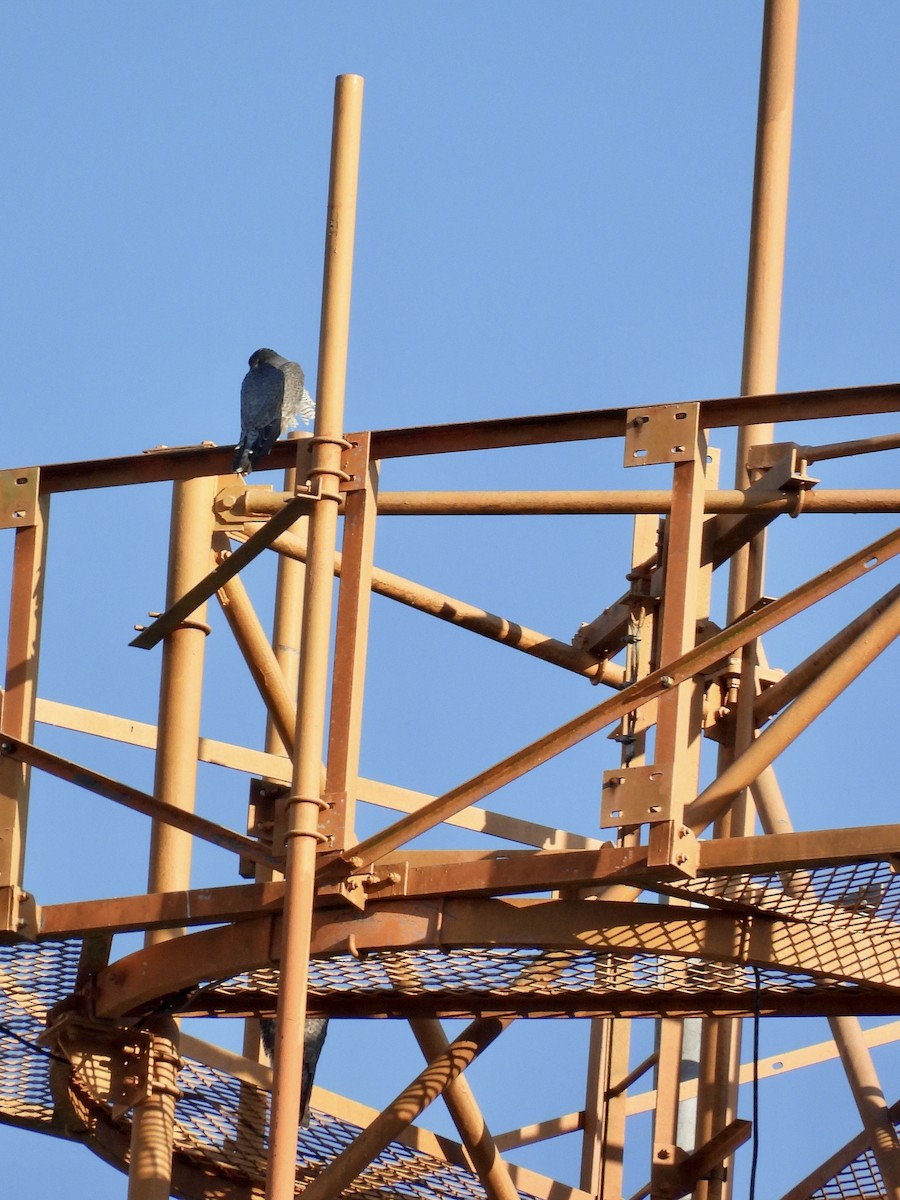 Faucon pèlerin - ML645442518