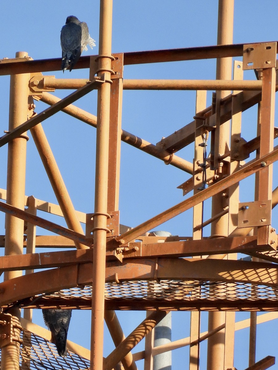 Faucon pèlerin - ML645442519