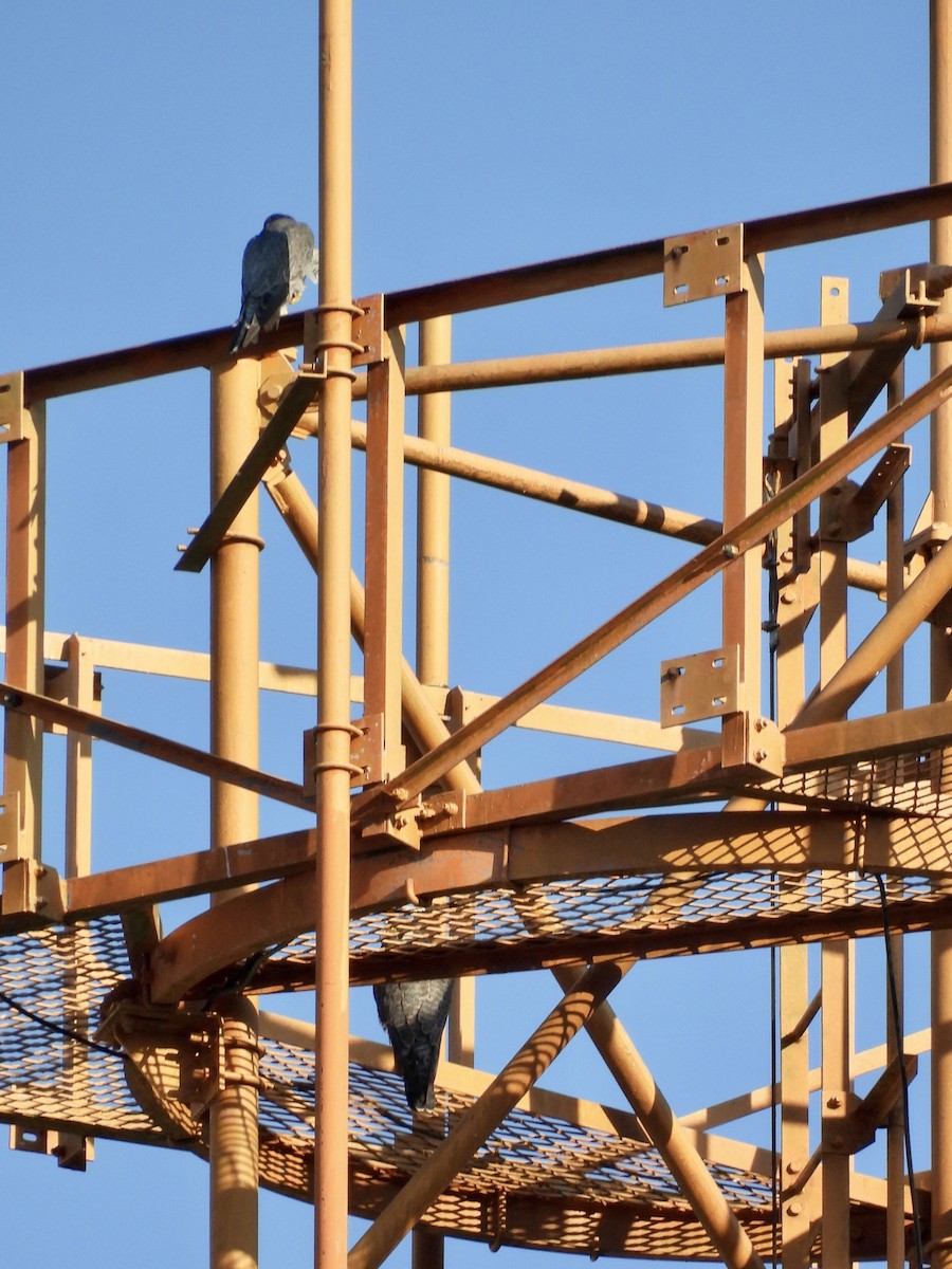 Faucon pèlerin - ML645442520