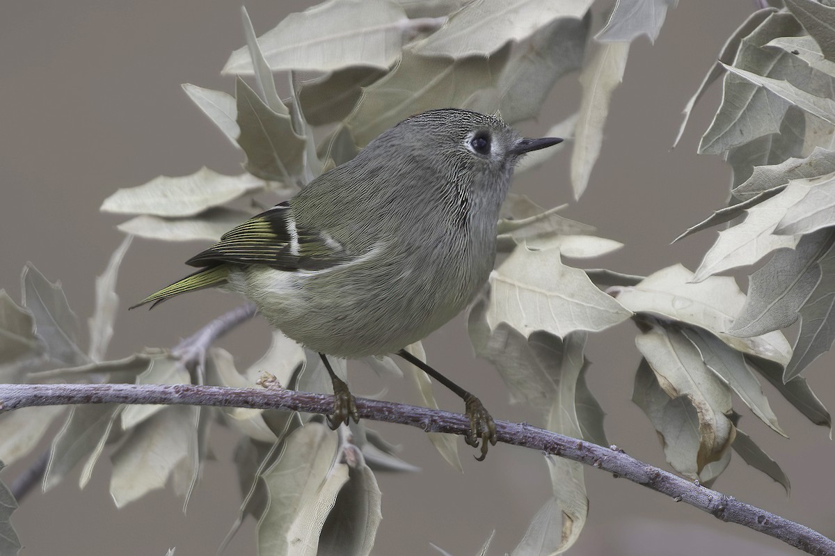Roitelet à couronne rubis - ML645442521