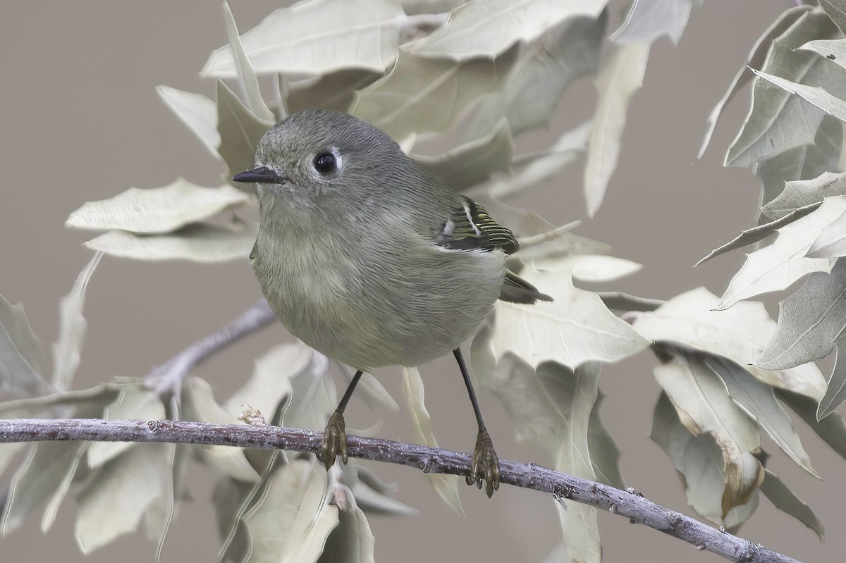 Roitelet à couronne rubis - ML645442522