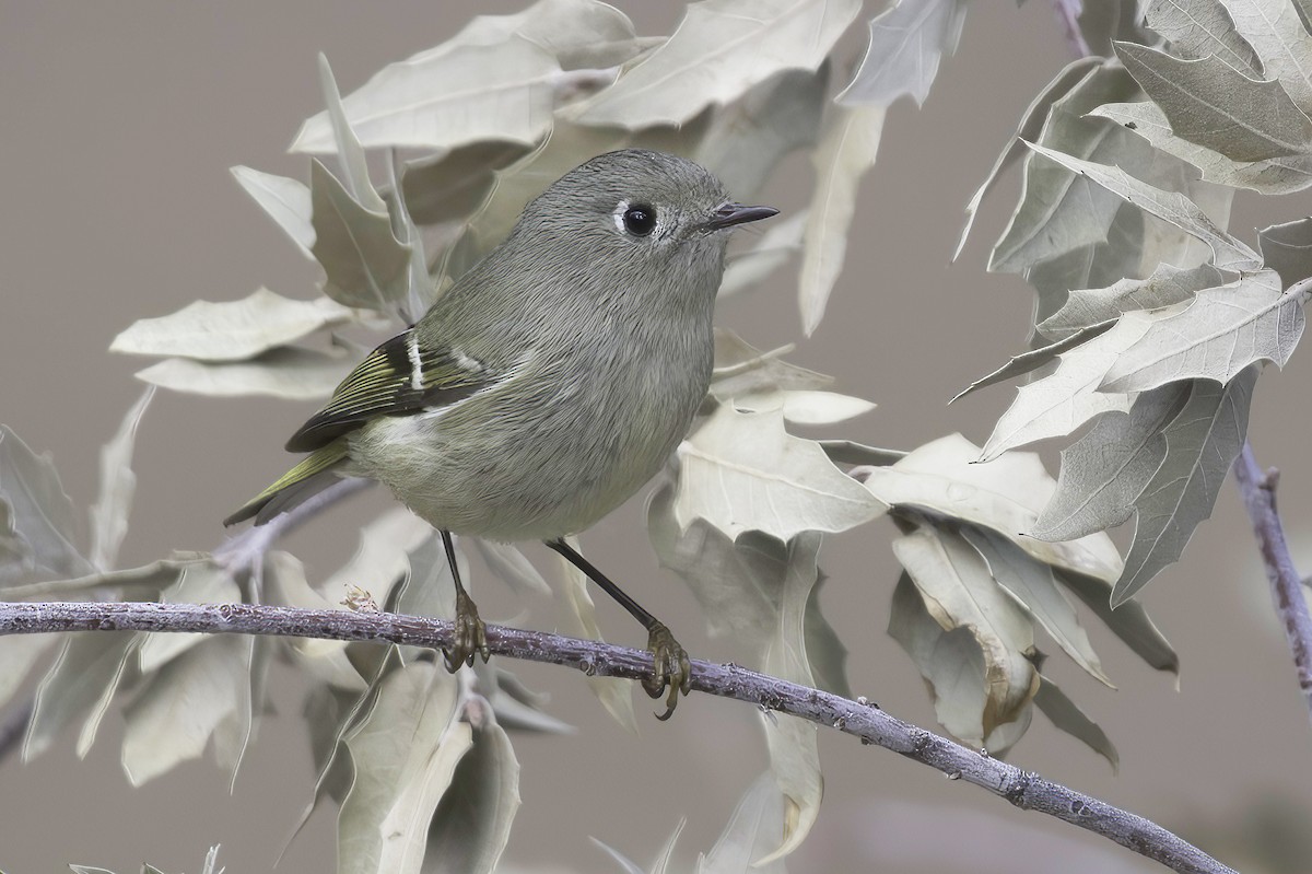 Roitelet à couronne rubis - ML645442523