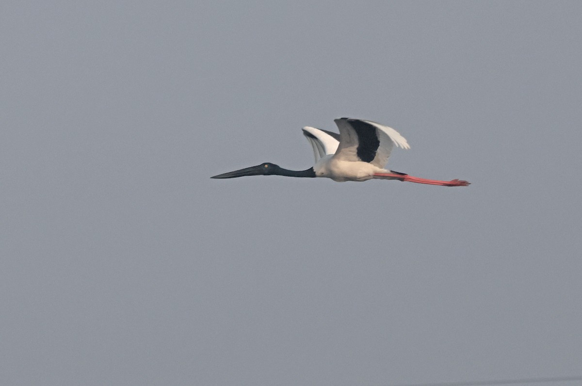 Jabiru d'Asie - ML645442524