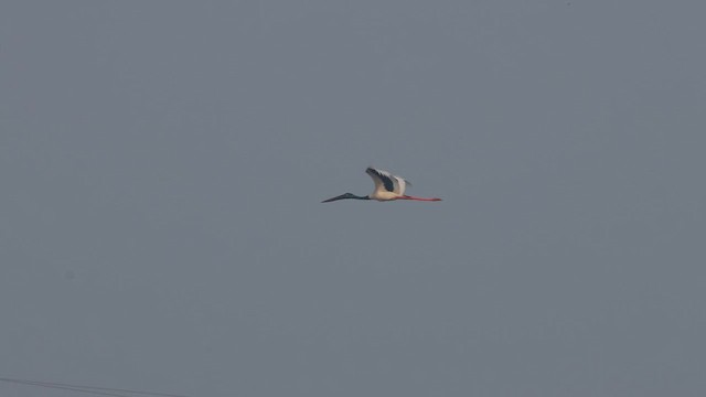 Jabiru d'Asie - ML645442525