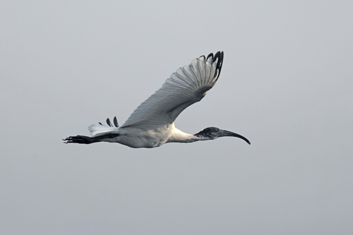 Ibis à tête noire - ML645442533