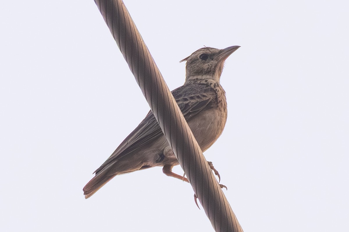 Cochevis de Malabar - ML645442534