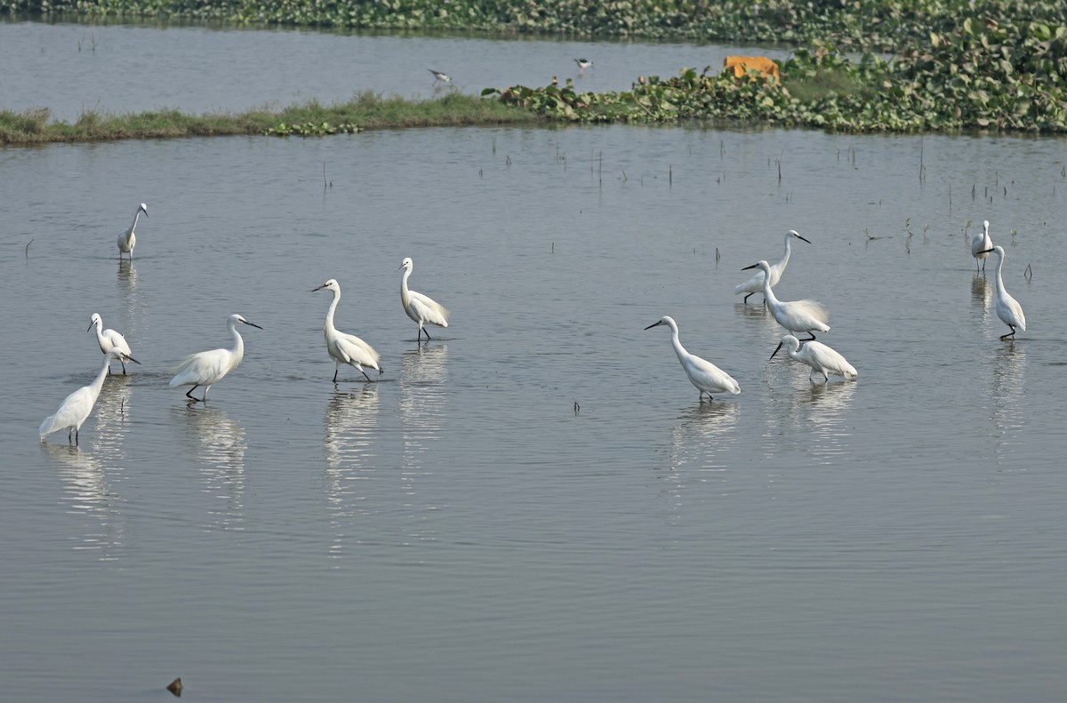 Little Egret - ML645442536