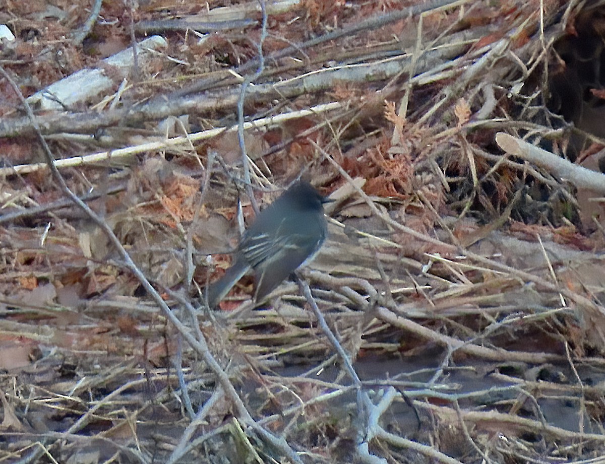 Black Phoebe (Northern) - ML645442538