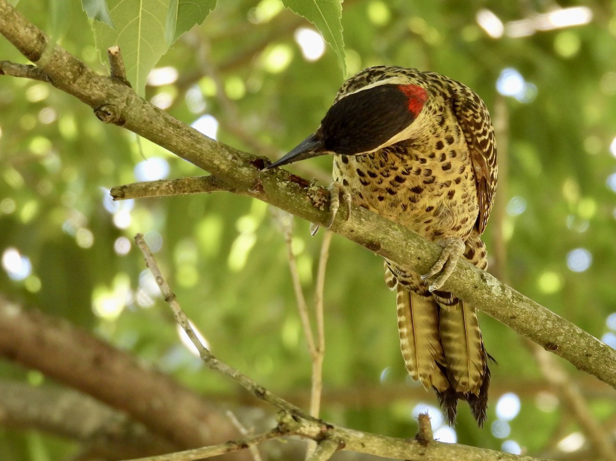 Green-barred Woodpecker - ML645442586