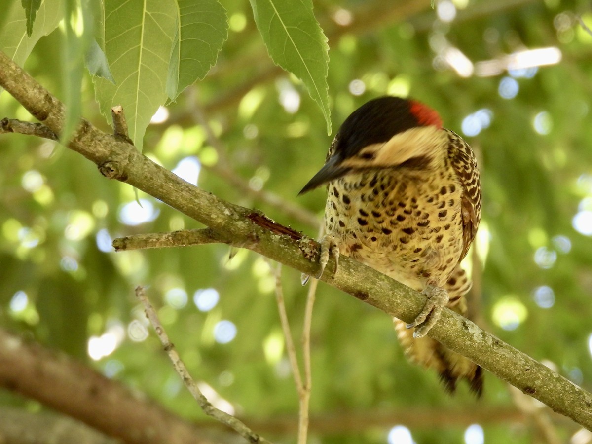 Green-barred Woodpecker - ML645442587