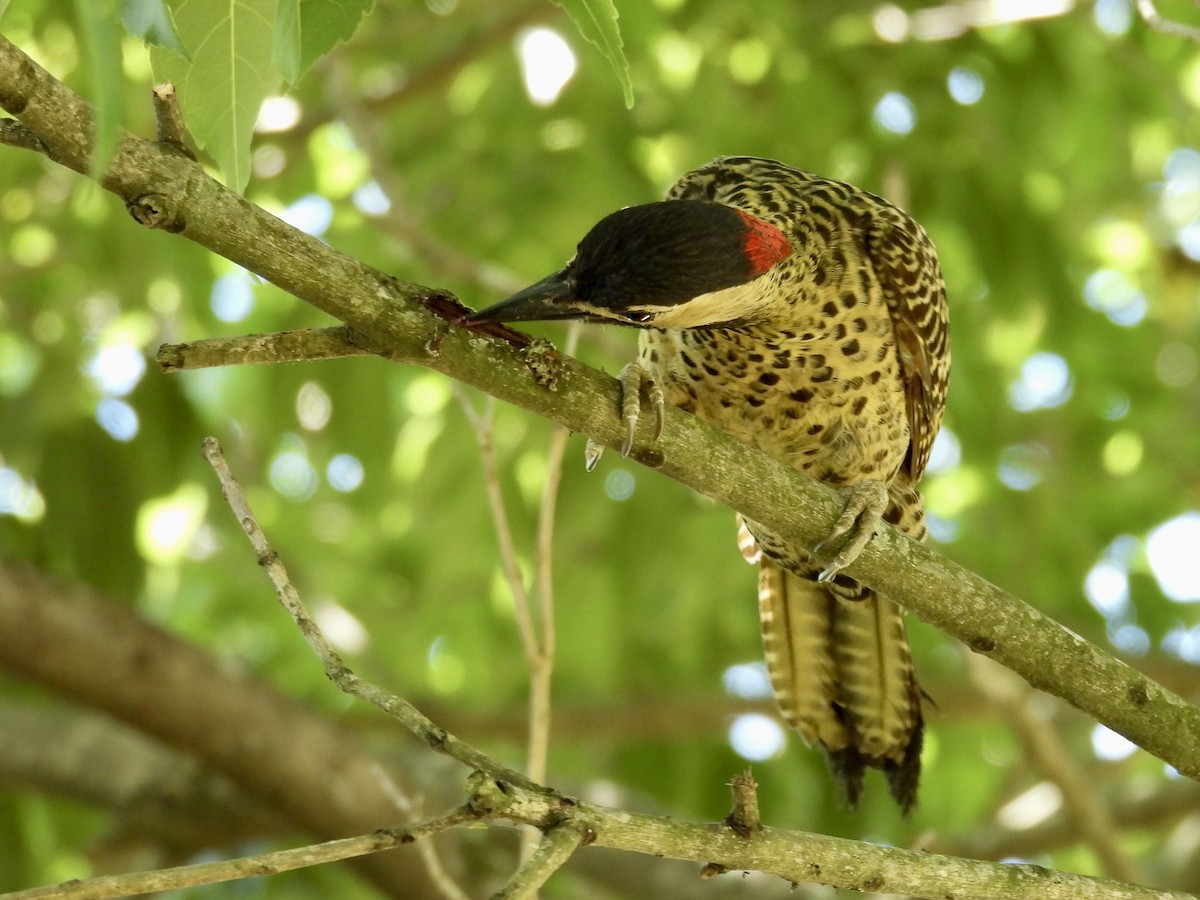 Green-barred Woodpecker - ML645442588